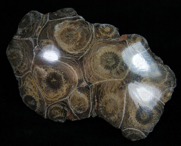 Polished Fossil Coral Head - Very Detailed #10383